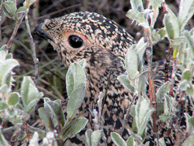 ptarmigan